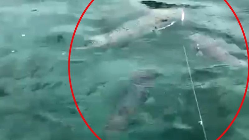 Antalya'da zehirli balon balığı sürüsü görüntülendi