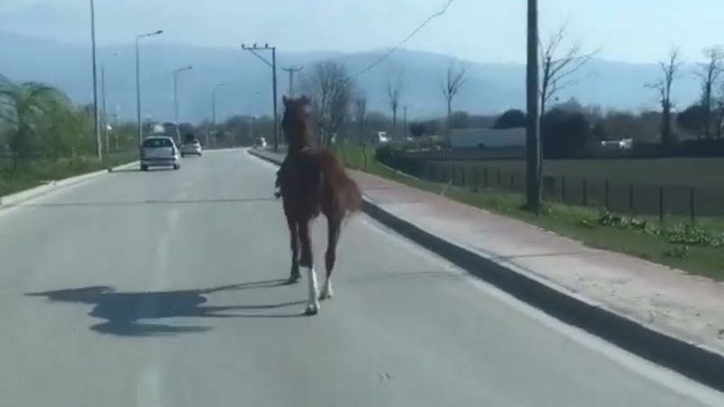 Bursa'da otobana çıkan at, dört nala koştu