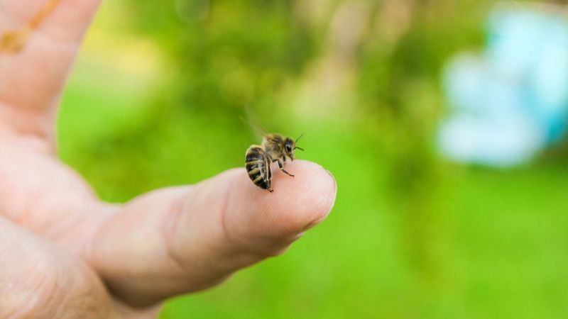 Arı sokmaları ölüme neden olabilir