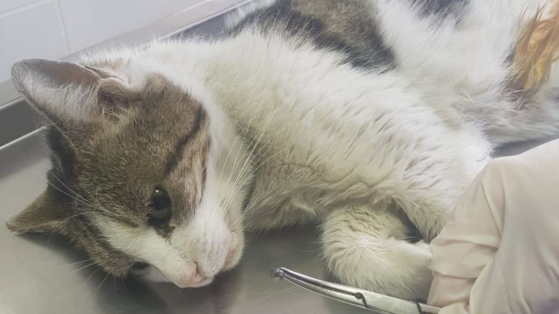 Esenyurt'taki yaralı kedinin, vurulduğu belirlendi