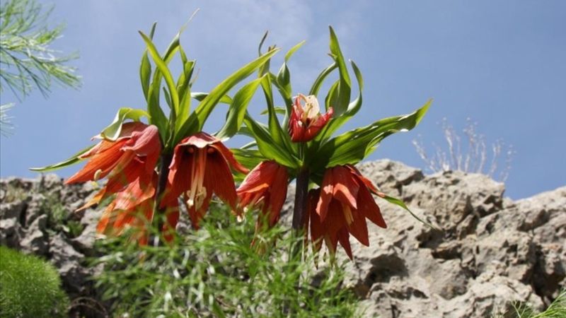Sakız Dağı'nda ters lalelerden görsel şölen