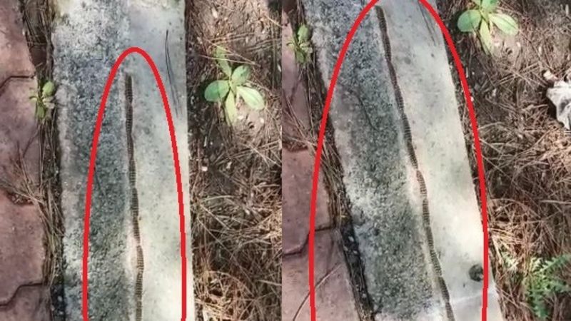 Tekirdağ'daki tırtıl konvoyu, yılana benzetildi