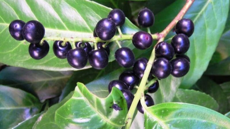 Laz Kirazı: Taflan nedir, faydaları nelerdir? Taflan (Karayemiş) nasıl tüketilir?