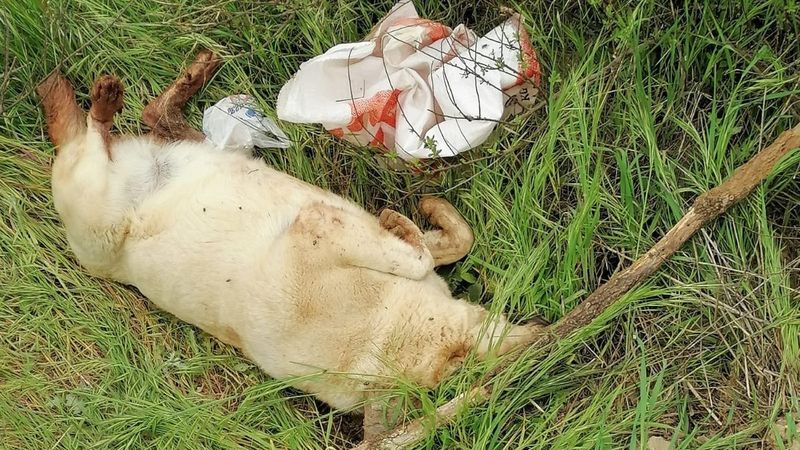 Muğla'da sokakta bakılan köpek vahşice katledildi