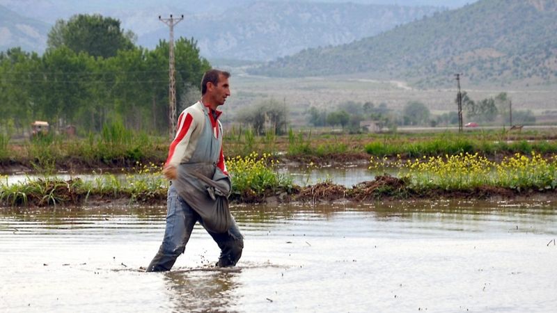 Osmancıklı çeltik üreticilerine ekim ruhsatı hatırlatıldı