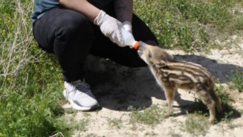 Anneleri ölen 2 yavru domuzdan biri hayatta kalmayı başardı