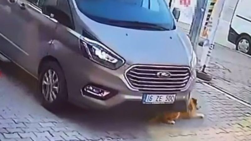 Bursa'da köpeği ezip, kaçan sürücü