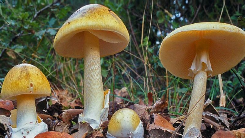 Köy göçüren mantarı ölüm saçıyor