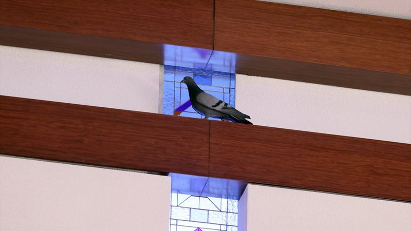 TBMM'ye güvercin girdi