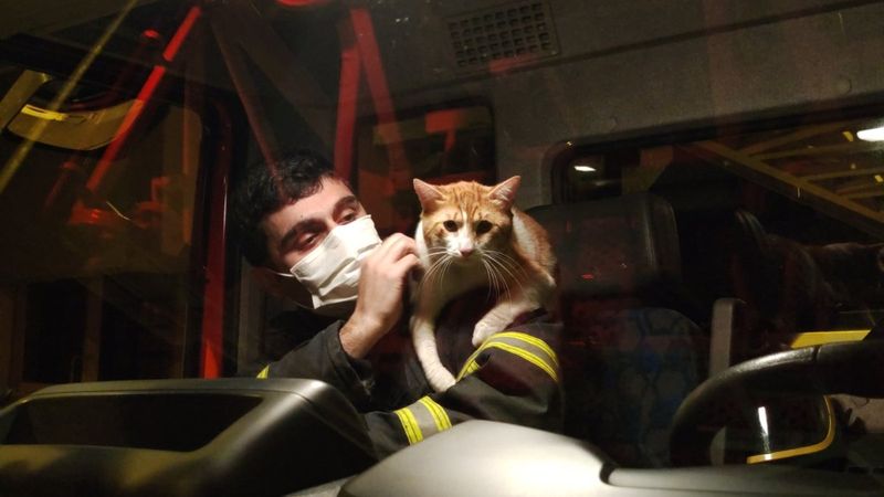 Düzce'de boş daireye bırakılan kedi ve köpek kurtarıldı