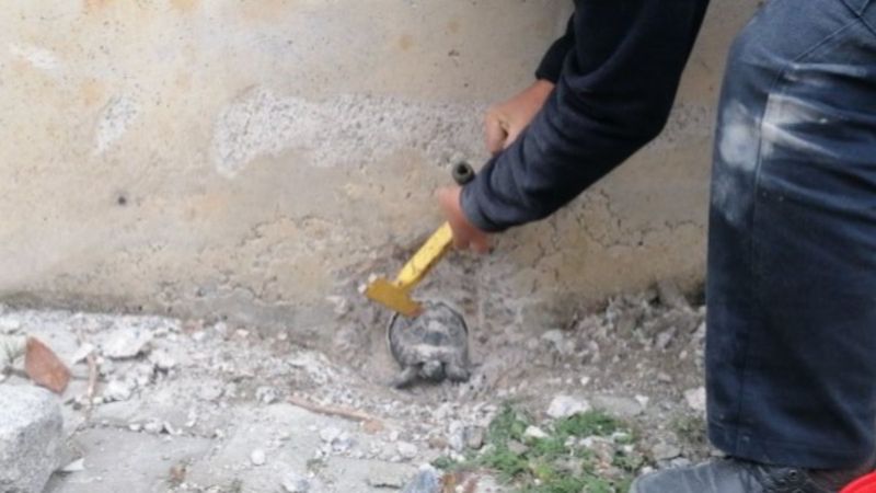 Gebze'de boruya sıkışan kaplumbağa kurtarıldı