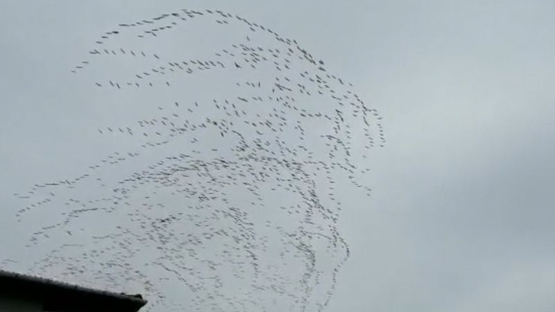 Bursa'da göç yolundaki leyleklerin dansı