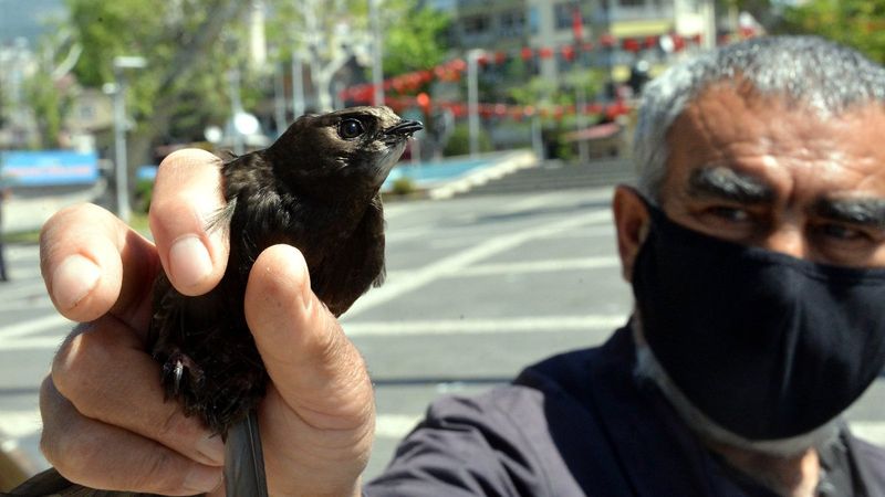 Kahramanmaraş'ta bahçesine ebabil kuşu düştü