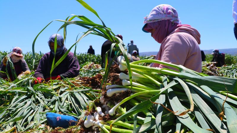 Mevsimlik işçilerin gurbet mesaisi başladı