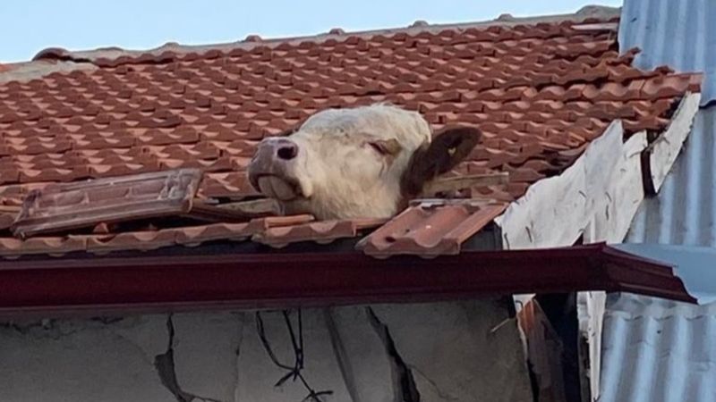 Yozgat'ta aşıdan kaçan dana çatıda asılı kaldı