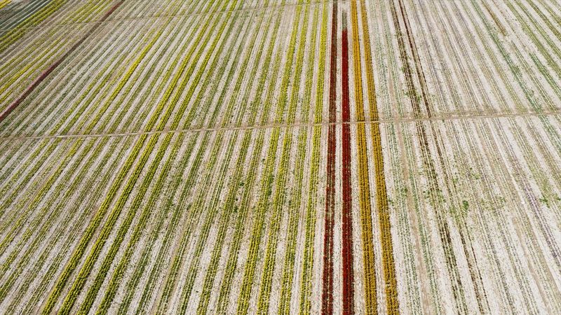 Konya'da laleler çiçeklendi