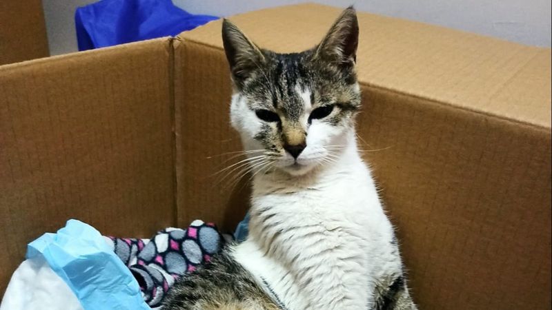 Adana'da tüfekle vurularak felç kaldı