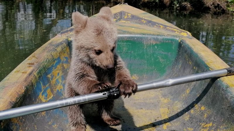 Kocaeli'de yavru ayı oyuncaklar ile oynadı, kayığa bindi