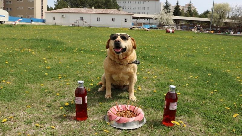 Çorum'da 178 operasyonda görev yapan iz takip köpeği emekli oldu