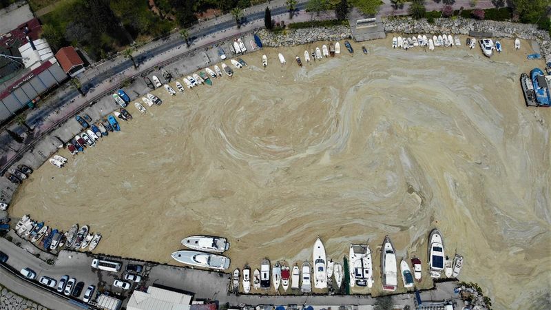 İzmit Körfezi'nde deniz salyası kabusu devam ediyor