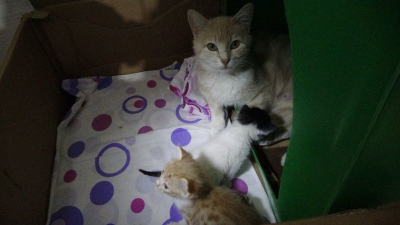 Sivas'ta yavru kedi sütannesi ile buluşturuldu