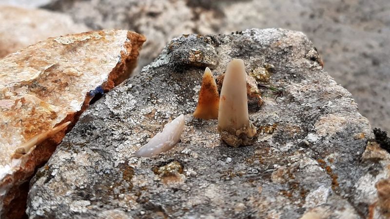 Adıyaman’da en az 66 milyon yıllık balık dişleri bulundu