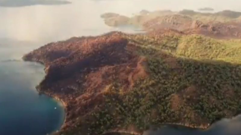 Yanan ormanlar yeniden yeşeriyor