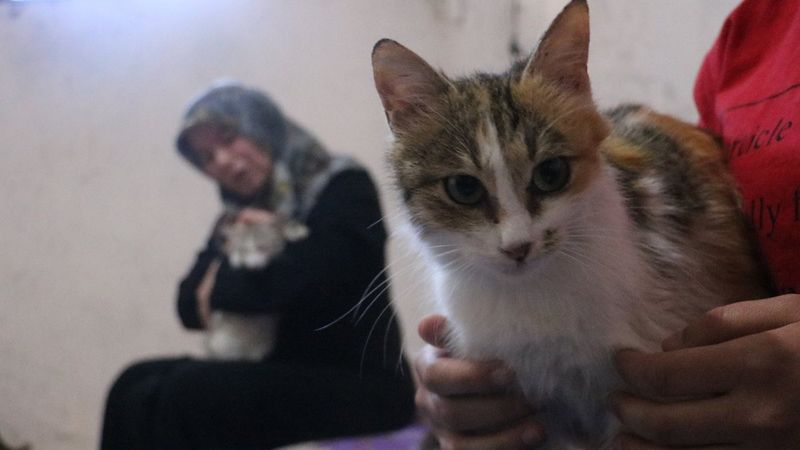 Sivas'taki kedi annesi, engelli kedilere bakıyor