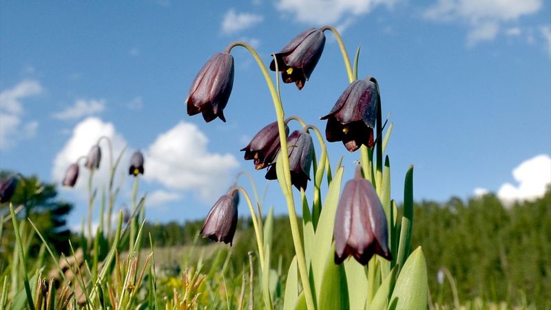 Kars'ta Kaf laleleri, 2 bin 500 rakımda renk cümbüşü oluşturdu