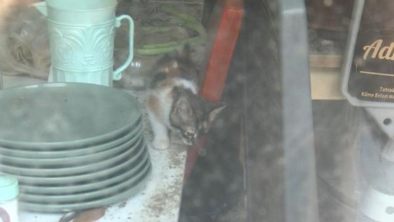 Bursa'da lokantada mahsur kalan kedi, HAYDİ uygulamasıyla kurtarıldı