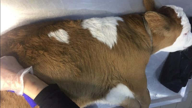 Anüsü kapalı olan buzağı ameliyat edildi