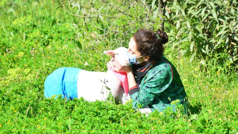 Sakarya'daki kuzusunun altını bezleyip kendiyle gezdiriyor