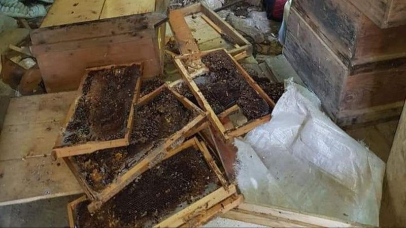 Artvin’de kovanları parçalayan ayılar, arıcının yatağında yattı