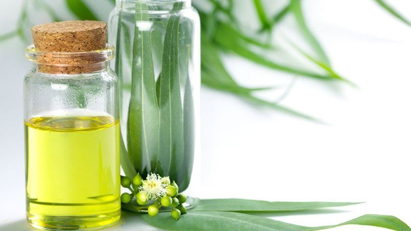 Kokusuyla şifa bulun: Okaliptüs yağının faydaları