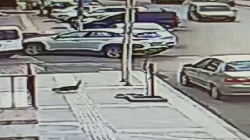 Kars'ta  4'üncü kattan aşağıya dört ayak üstüne düşen kedi