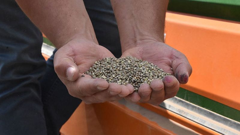 Sivas'ta kenevir ekimi yapıldı