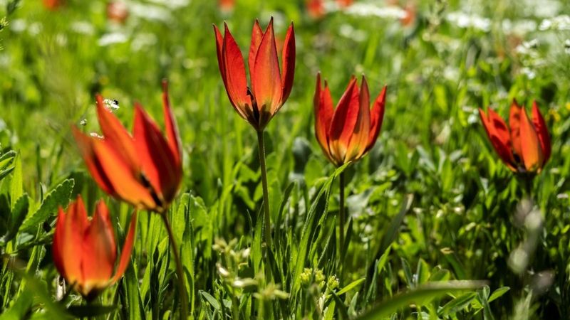 Manisa lalesini koparana 80 bin 460 TL ceza