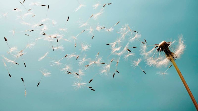 Hıdırellezin habercisi: Çiçek Fırtınası nedir?