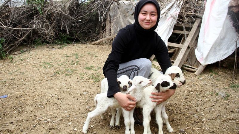 Fethiye'de koyun yediz doğurdu