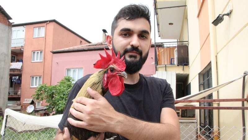 Denizli'nin öterken bayılan horozu İngiltere'den davet aldı