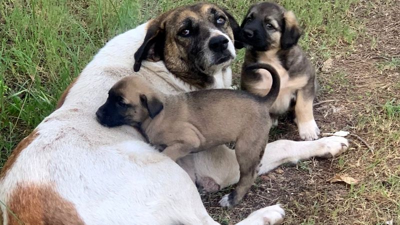 Antalya'da beslediği köpeklerden birini ölü buldu