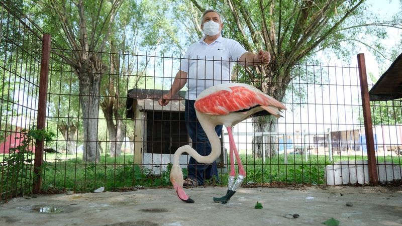 Manisa'da ayağı yanan flamingoya protez bacak yapıldı