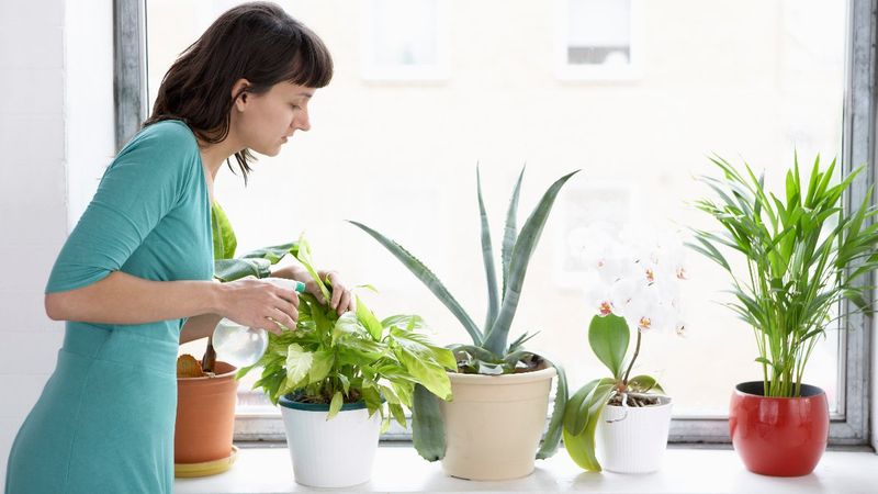 Evinizdeki her odayı güzel kılacak 6 ev bitkisi