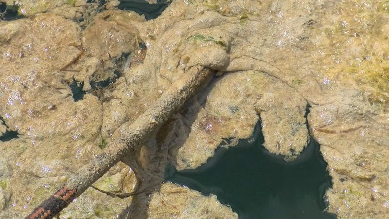 Marmara'daki balıkçılar, 5 aydır müsilaj nedeniyle sorun yaşıyor