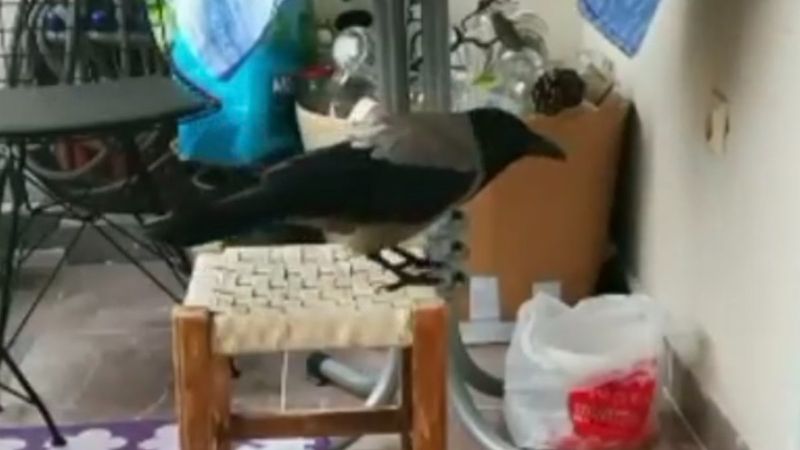 Bartın'da karga, balkondaki yumurtayı alıp kaçtı