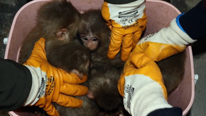 Ağrı'da 12 yavru maymun ele geçirildi