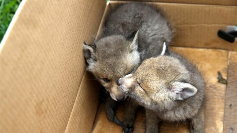 Sivas'ta köylülerin bulduğu 2 kurt yavrusu korumaya alındı