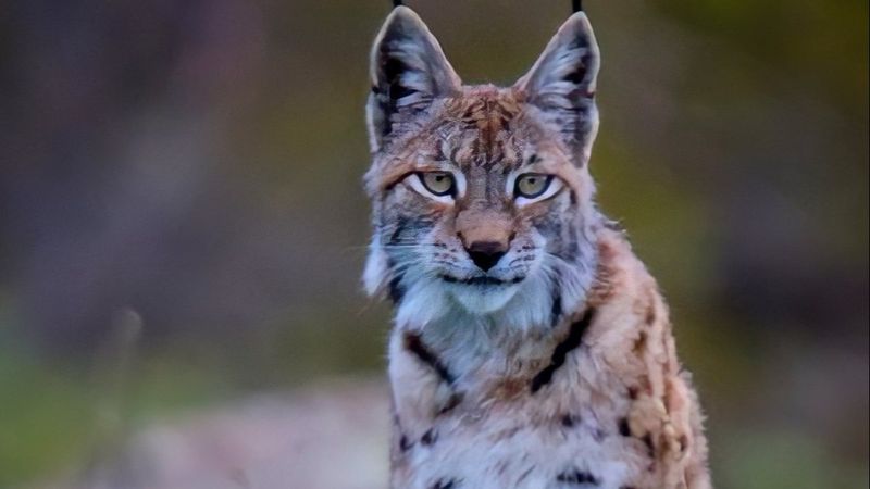 Tunceli'de görüntülenen vaşak, adeta poz verdi