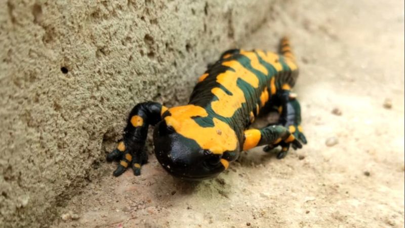 Konya'da nesli tükenen semender görüldü