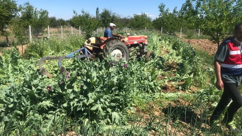 Malatya'da izinsiz haşhaş ekimi yapanlar yakalandı